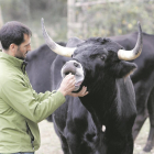 Enrique Rubio con  sus bueyes de Raza Serrana Negra.-LUIS ÁNGEL TEJEDOR