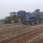 Varios agricultores realizan labores de recolección de remolacha en una explotación ubicada en San Adrián del Valle (León).-UPA-COAG