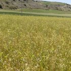 Las parcelas de camelina en la comarca del Arlanza presentaban este saludable aspecto durante la campaña pasada. Sin embargo, el grano sufrió daños importantes.-M.A.S.