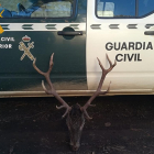 Cabeza de ciervo incautada por la Guardia Civil.-EUROPA PRESS
