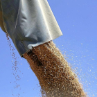 Descarga de grano en plena cosecha en un parcela de la Comunidad.-ICAL