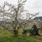 Un fruticultor arregla el terreno en su plantación de cerezos, en Madrid de las Caderechas, en plena época de floración.-ICAL