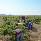 Los vendimiadores recogen la uva en Cigales.-EL MUNDO
