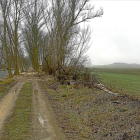 Camino de sirga del Canal de Castilla donde la CHD ha efectuado cortas de chopos por mantenimiento del tramo.-EL MUNDO