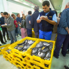 Pescado adquirido por Gadis en una subasta en una lonja de Galicia.-E.M.