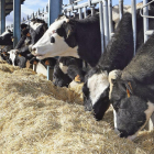 Vacas en una de las explotaciones que, desde la provincia de Ávila, ha participado en el proyecto.-COBADÚ