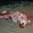 Lobo atropellado en Ceinos de Campos en Valladolid - E.M.