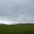 Campo de trigo en una parcela agrícola en el término municipal de Vaverdón (Salamanca).-ENRIQUE CARRASCAL