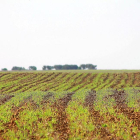 Campo de cereal recien nacido en la zona de Medina de Rioseco, en Valladolid.-E.M.