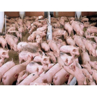 Explotación de porcino ubicada en el norte de Castilla y León.-EL MUNDO