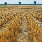 Parcela agrícola de grandes dimensiones destinada a varios cultivos en la provincia de Burgos.-ECB