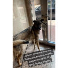 Shadow, perro desaparecido tras la explosión de la calle Goya.- TWITTER KARCHAN