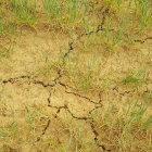 Estragos que la sequía deja en el campo de Castilla y León.-ASAJA