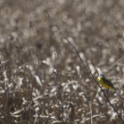 Sequía en el campo de Castilla y León.-ICAL