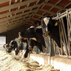 Vacas lecheras de una explotación soriana.-ÁLVARO MARTÍNEZ