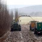 Corta y acopio de la plantación de cultivo energético del proyecto Lignocrop, iniciativa pionera en el ámbito de la biomasa que se inició en la primavera de 2011 en Peñafiel (Valladolid) por parte de Iberdrola-Ical