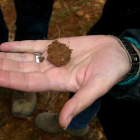 Los daños más importantes los producen las larvas, que se alimentan de las primeras hojas de la planta.-HDS