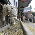 Un ganadero reparte con su tractor pienso en una explotación de ovino en la localidad segoviana de Fuente el Olmo de Iscar.- JUAN MIGUEL LOSTAU