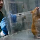 Una investigadora trabaja con el modelo animal que sirve para estudiar la epilepsia.-ENRIQUE CARRASCAL