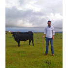 Las vacas avileñas de Raúl Chamorro pastan ahora en Trujillo (Cáceres).-E. M.
