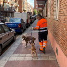 Perros rescatados por la Policía Municipal de Valladolid. - EM