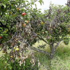 Árboles frutales afectados por el fuego bacteriano, en la localidad de Columbrianos (León)-César Sánchez