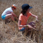 Estudiantes de Bachillerato de Valladolid cosechan trigo emulando a los agricultores prehistóricos dentro de un proyecto liderado por la UVa.-ICAL