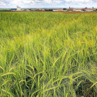 Campo de cebada en Paredes de nava (Palencia).-BRÁGIMO