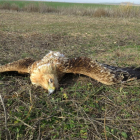 Aparece un águila imperial ibérica muerta en la zona sur de la provincia de Valladolid.-ICAL