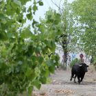 Toro de la Vega 2015-Antonio Heredia