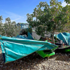 Recogida de pistachos en la finca de Félix Talegón en Tagarabuena (Zamora).-ICAL