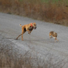 La galga vallisoletana Pelaya de Safesa corre tras la liebre.-L. FUENTE