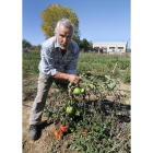 Un agricultor sostiene entre sus manos una mata de tomates ecológicos.-ICAL