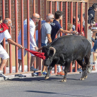 Uno de los toros recorre las calles de Tudela ante la agitación de los corredores.-PHOTOGENIC / PABLO REQUEJO