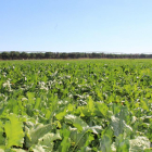 Pivots de riego al fondo en un campo de remolacha de Castilla y León.-EL MUNDO