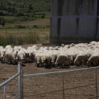 Explotación de ovino en La Bureba.-G.G.
