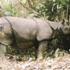 Un rinoceronte de Java.-WWF