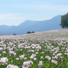 Campo de adormidera en floración en el Valle de Tobalina (Burgos).-E.M.