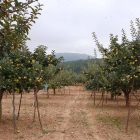Manzanos cargados de fruto en una de las explotaciones de la marca de calidad burgalesa, que en condiciones óptimas podría dar 30.000 kilos de reineta.-Gerardo González