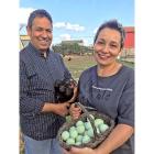 Tomás Regatos y Justi Villanueva  muestran los huevos de sus gallinas mapuches o araucanas en su explotación.-E.M.