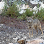Ejemplar de lobo ibérico. Los ataques se han incrementando en los últimos cinco años en Castilla y León, así como las cabezas de ganado mayor afectadas.-ICAL