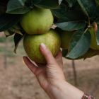 Las manzanas del Valle de las Caderechas se caracterizan por su herrumbre superficial o ‘russeting’.-ECB