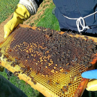 Un apicultor de Urzapa sostiene uno de los cuadros móviles de una de las 8.000 colmenas de la marca.-URZAPA