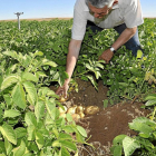 Un agricultor muestra un puesto de patata en su cultivo de Torrecilla de la Abadesa.-SANTIAGO G. DEL CAMPO