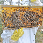 María Valdivieso, apicultora de La Bureba (Burgos) muestra un panal de abejas.-E.M.