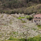 La helada «más grave» tuvo lugar a principios de abril, en plena floración. En la imagen, cerezos en la localidad burgalesa de Hojabezas.-ICAL