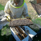 Un apicultor sostiene uno de los cuadros móviles de una colmena de Urzapa.-URZAPA