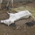 Uno de los equinos muertos en Cigales.-EUROPA PRESS