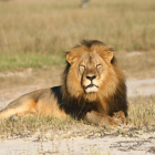 Cecil, el rey de la selva y del parque nacional de Hwange (Zimbaue), donde vivía hasta que este julio le ha abatido un cazador norteamericano.-ANDY LOVERIdGE