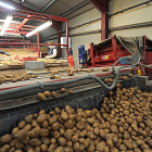 Dos empleados de la Cooperativa El Carmen, de Montorio (Burgos), seleccionan patatas en el almacén una vez finalizada la campaña.-ISRAEL L. MURILLO